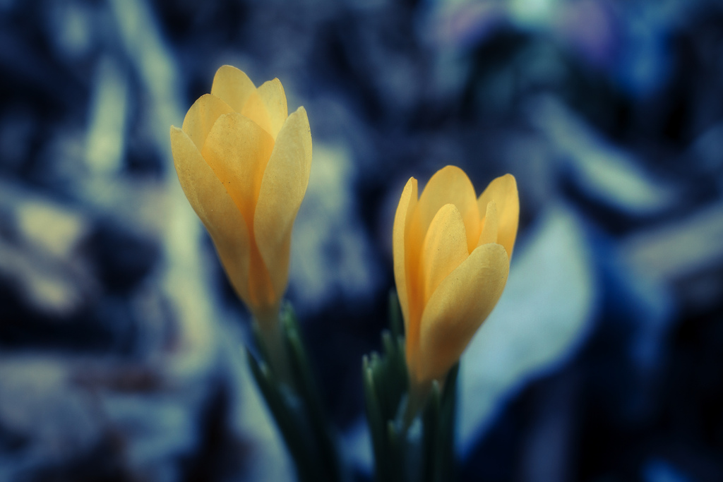 8616865915_b106563a9c_b