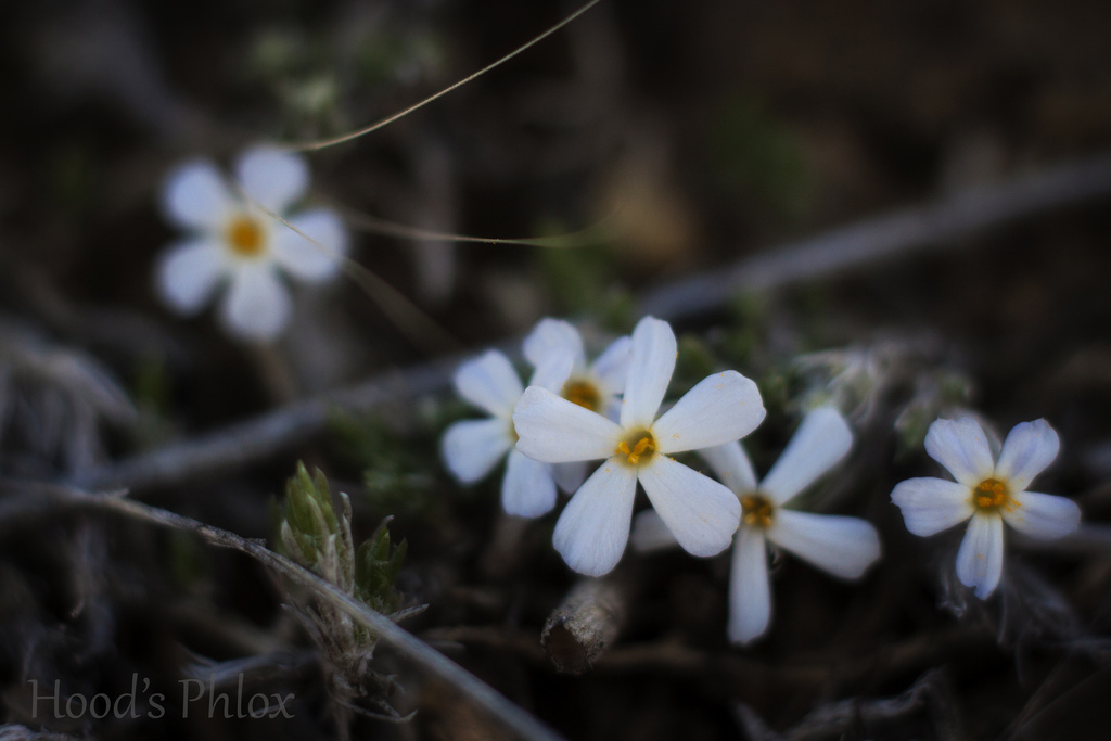 8642119548_0550dab716_b